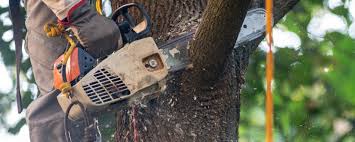 Best Tree and Shrub Care  in Mesquite, TX