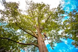 Best Seasonal Cleanup (Spring/Fall)  in Mesquite, TX