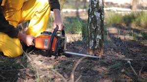 Best Root Management and Removal  in Mesquite, TX