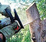 Trusted Mesquite, TX Tree Services Experts