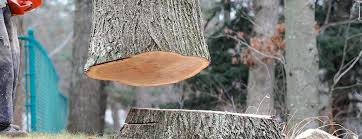 Best Emergency Tree Removal  in Mesquite, TX