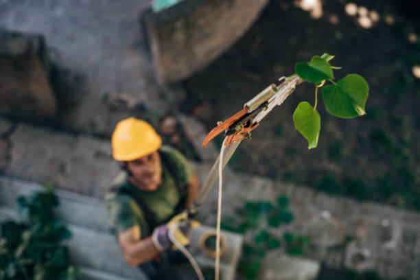 Best Tree Mulching  in Mesquite, TX