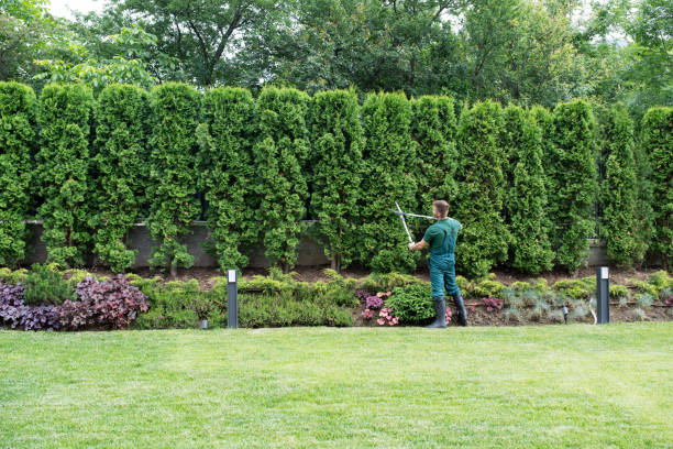 Best Weed Control  in Mesquite, TX