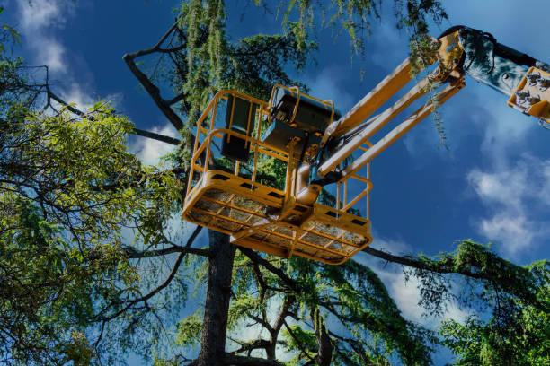 Best Fruit Tree Pruning  in Mesquite, TX