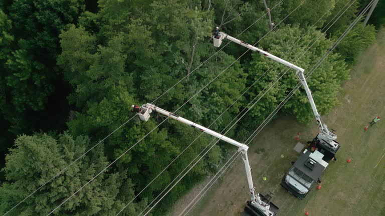 Best Storm Damage Tree Cleanup  in Mesquite, TX