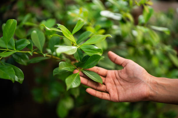 Best Tree Preservation Services  in Mesquite, TX