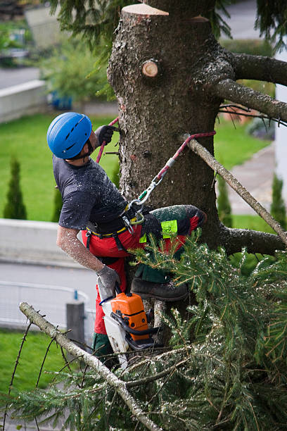 Lawn Pest Prevention in Mesquite, TX