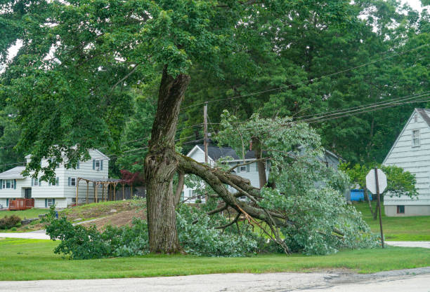 Best Fruit Tree Pruning  in Mesquite, TX