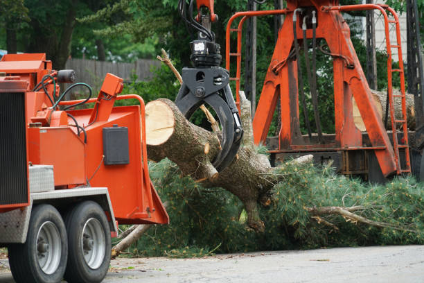 Best Lawn Drainage Solutions  in Mesquite, TX