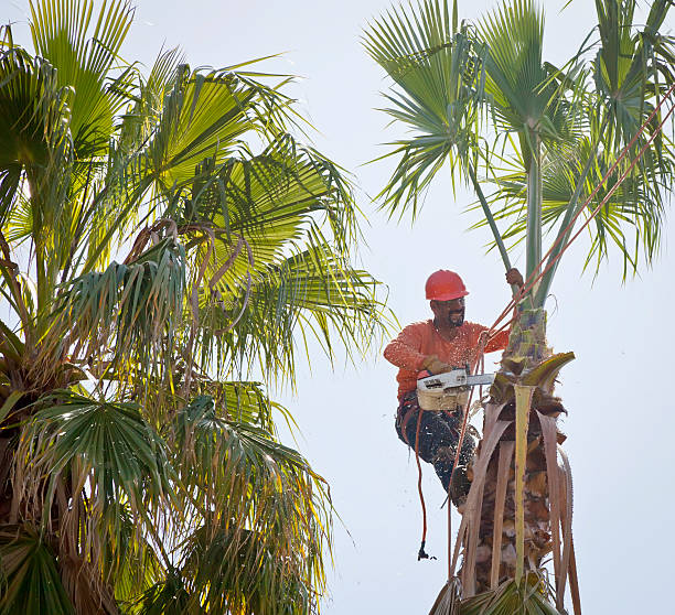 Best Tree Disease Treatment  in Mesquite, TX