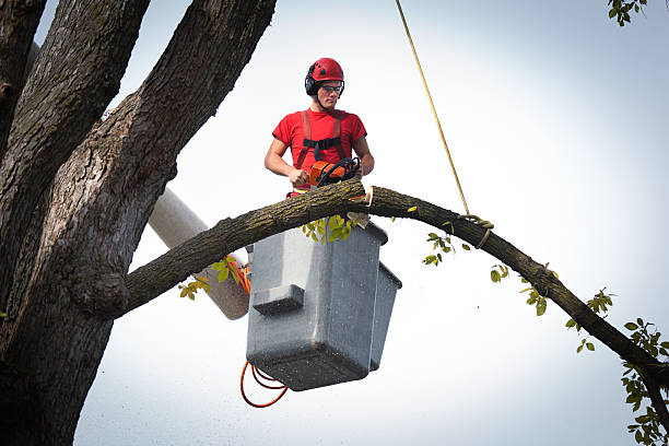 Best Tree Cabling and Bracing  in Mesquite, TX