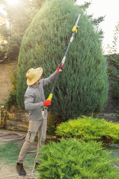 Best Tree Health Inspection  in Mesquite, TX