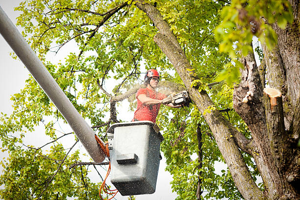 Best Tree Risk Assessment  in Mesquite, TX