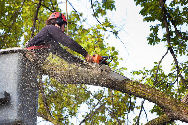Best Hazardous Tree Removal  in Mesquite, TX