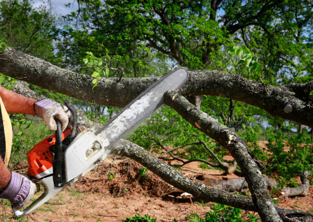 Best Leaf Removal  in Mesquite, TX