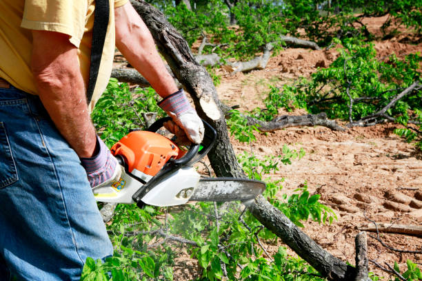 Best Tree Maintenance Programs  in Mesquite, TX
